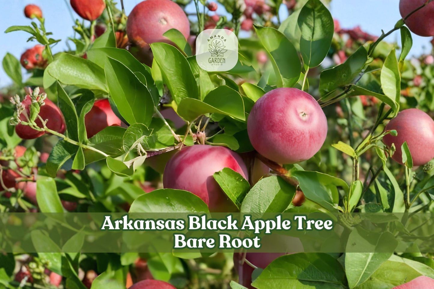 Grafted Arkansas Black Apple Tree Bare Root 12-18 Inch Malus domestica Heirloom Fruit Tree for Home Orchards and Gardens