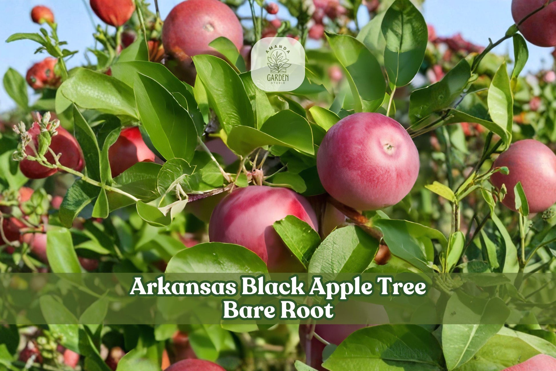 Grafted Arkansas Black Apple Tree Bare Root 12-18 Inch Malus domestica Heirloom Fruit Tree for Home Orchards and Gardens