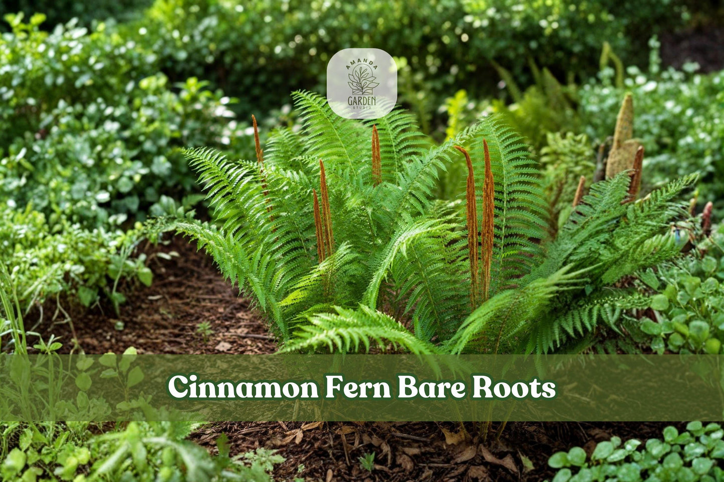 Cinnamon Fern Bare Roots - 3 Live Plants | Osmunda cinnamomea | Native Perennial for Woodland Gardens & Shade Borders