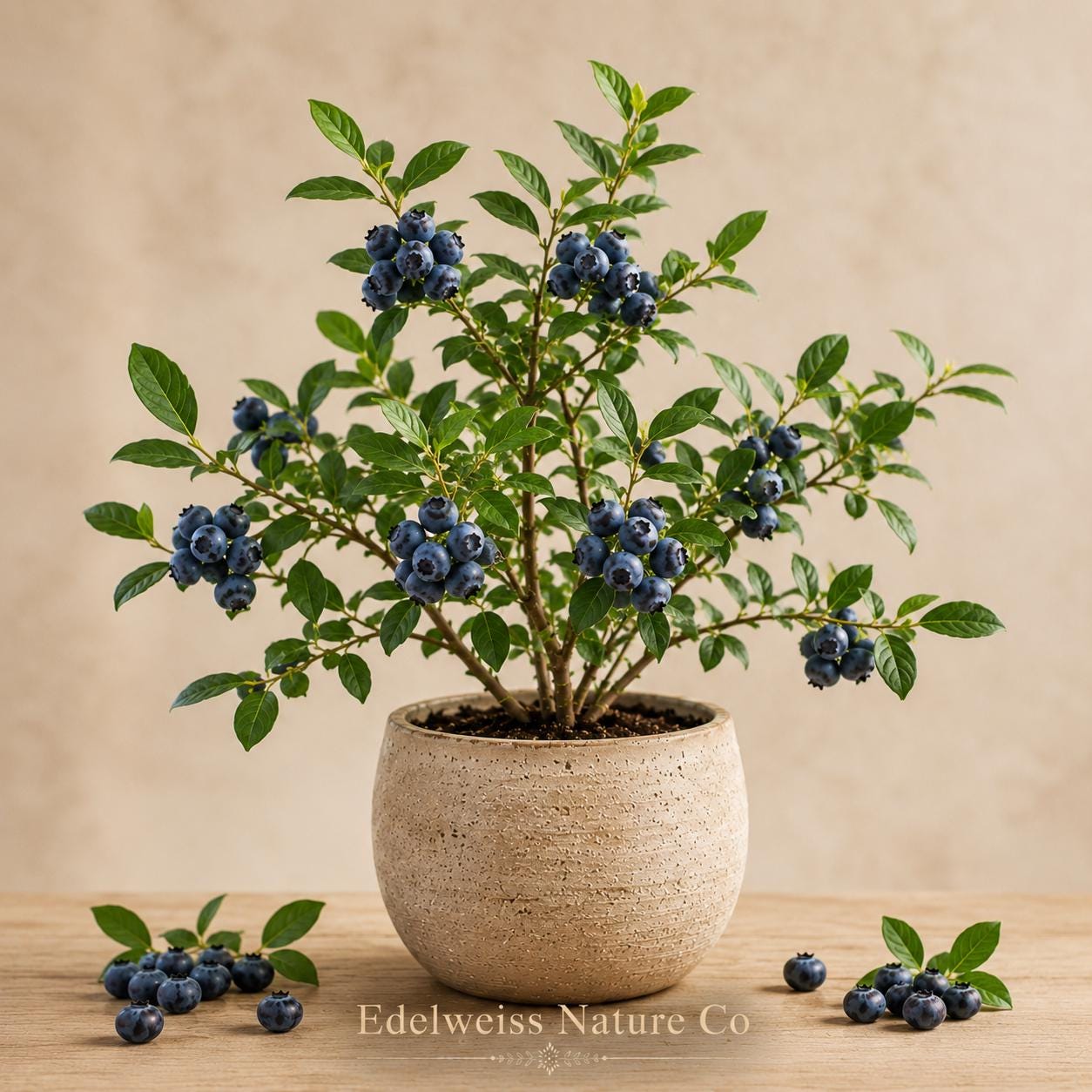 Rebel Blueberry Starter Plant | Live Edible Berry Shrub | Vaccinium corymbosum | Home Gardening & Patio Containers