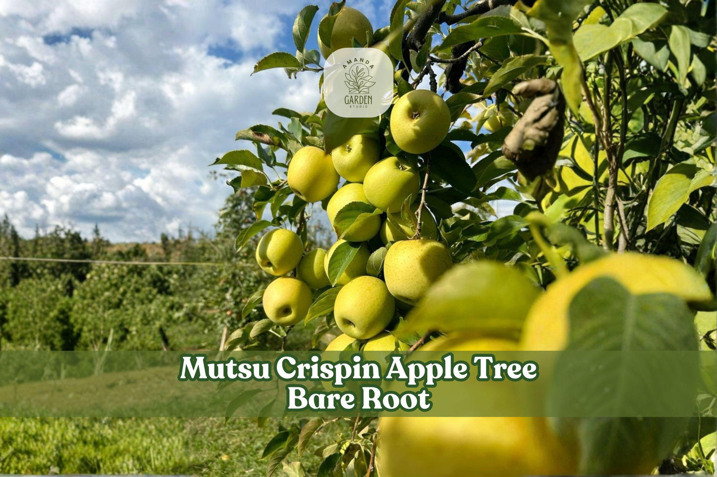 Grafted Mutsu Crispin Apple Tree | 12-18 Inch Bare Root | Malus domestica 'Mutsu' | Sweet Fruit for Home Orchards
