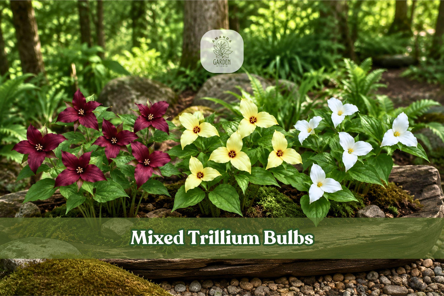 5 Mixed Trillium Bulbs | Native Woodland Perennial | Trillium erectum | Spring Flowers in Red, White, Yellow, Pink