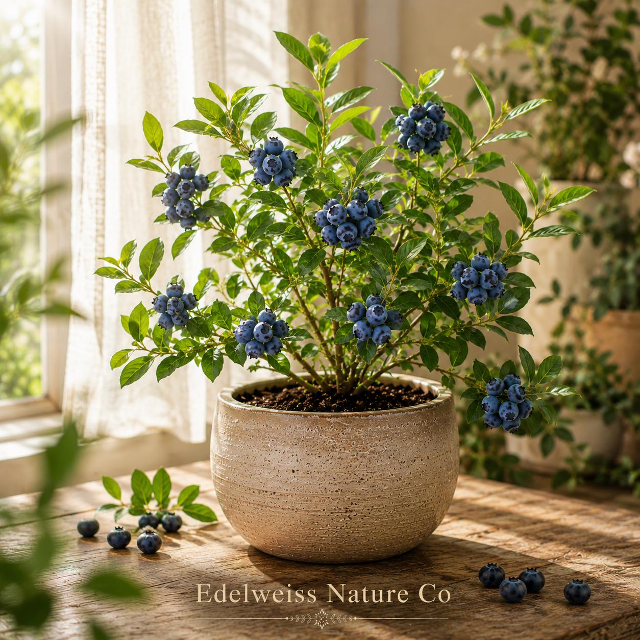 Sunshine Blue Blueberry Starter Plant | 3-6" Live Berry Shrub | Vaccinium corymbosum | Edible Garden Fruit Plant