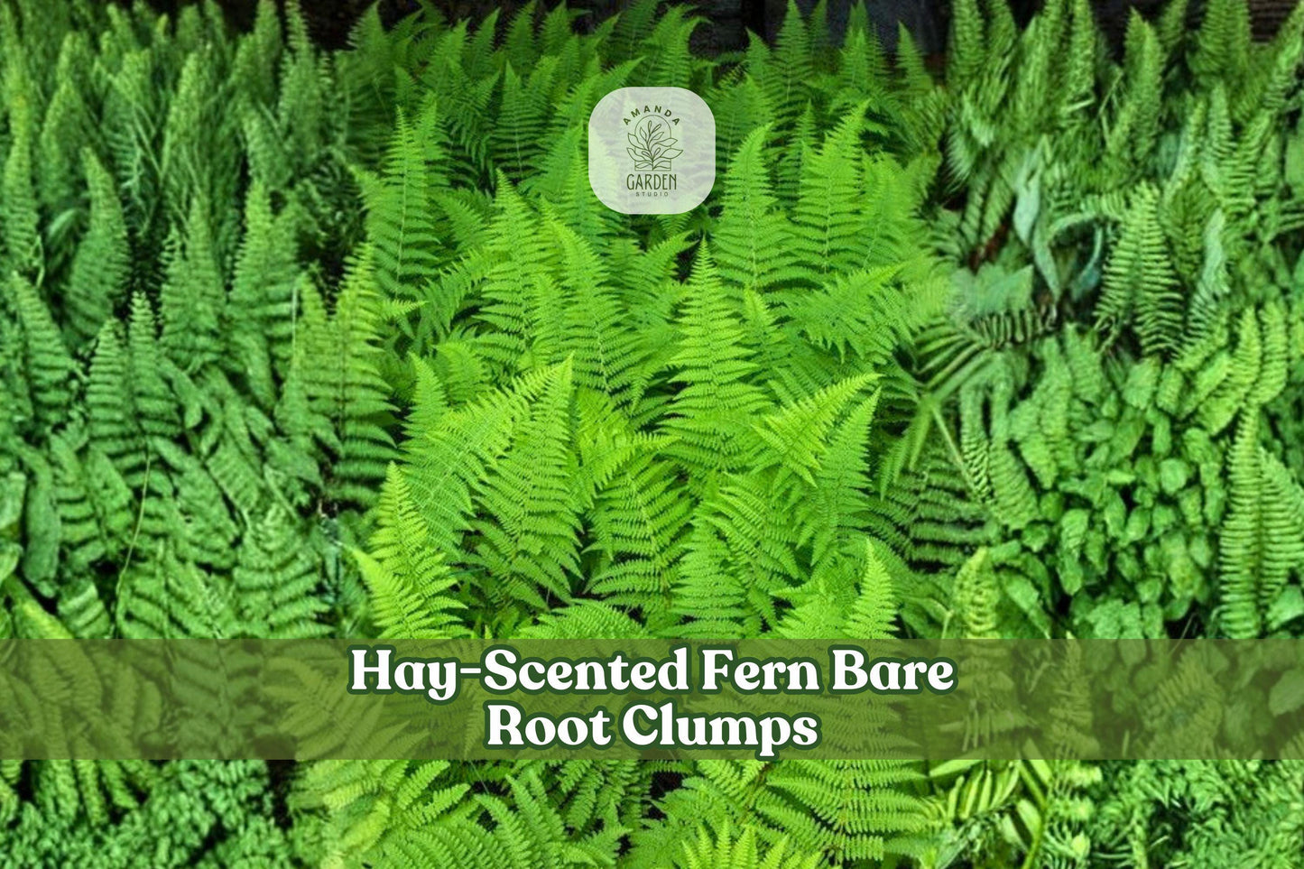 Hay-Scented Fern Bare Root Clumps | 3 Rhizomes | Dennstaedtia punctilobula | Woodland Shade Garden Plants