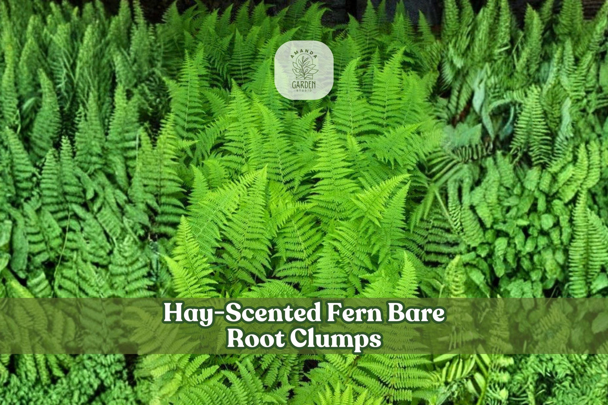 Hay-Scented Fern Bare Root Clumps | 3 Rhizomes | Dennstaedtia punctilobula | Woodland Shade Garden Plants