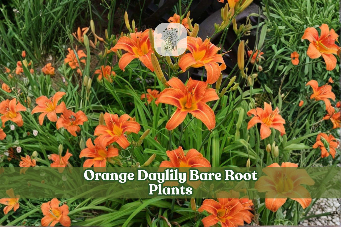 3 Bare Root Orange Daylily Plants | Hemerocallis spp. | Perennial Flower for Borders and Flower Beds