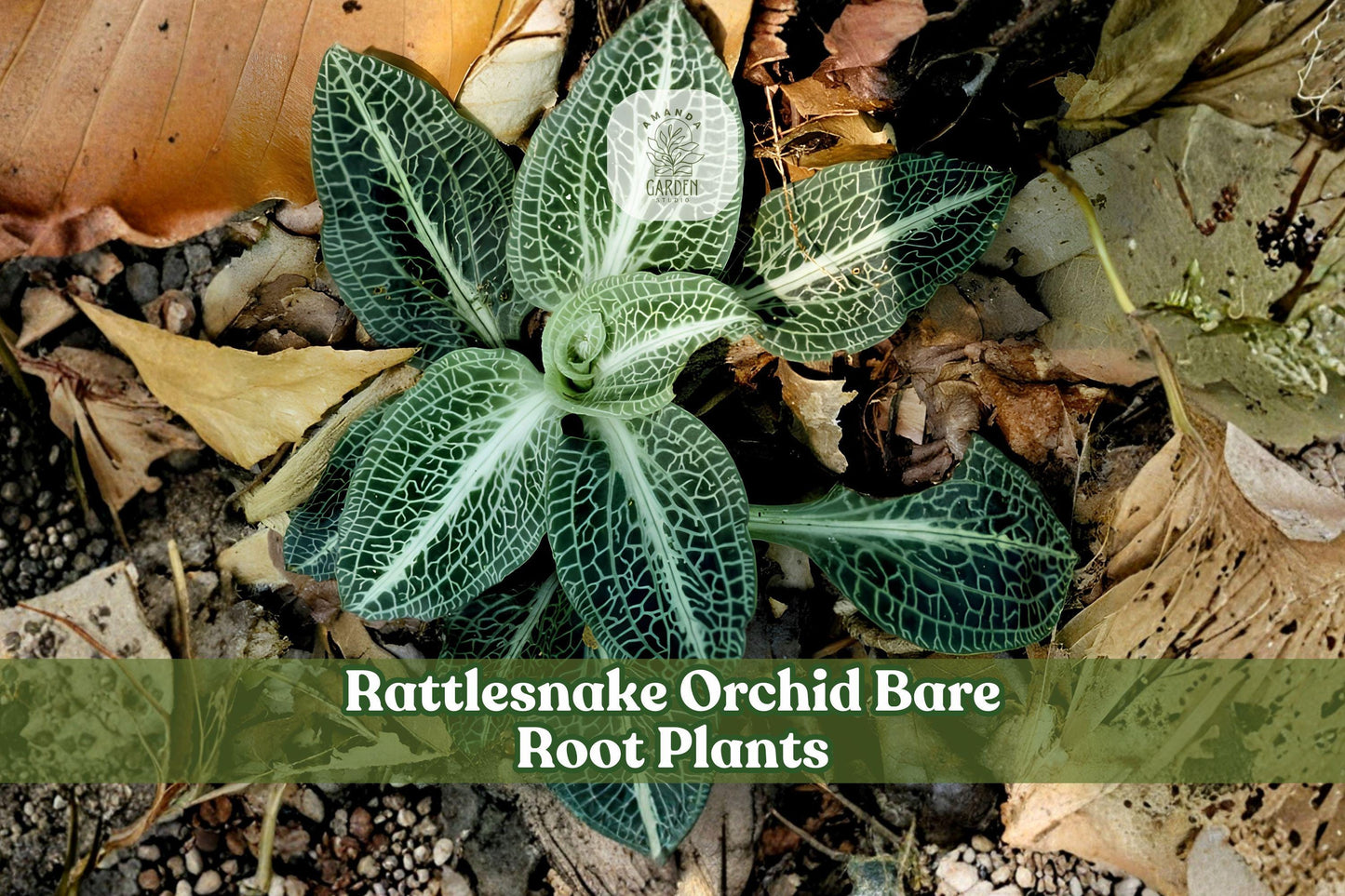 Bare Root Orchid - 5 Rattlesnake Orchid Plants - Goodyera oblongifolia - Native Woodland Perennial for Shade Gardens