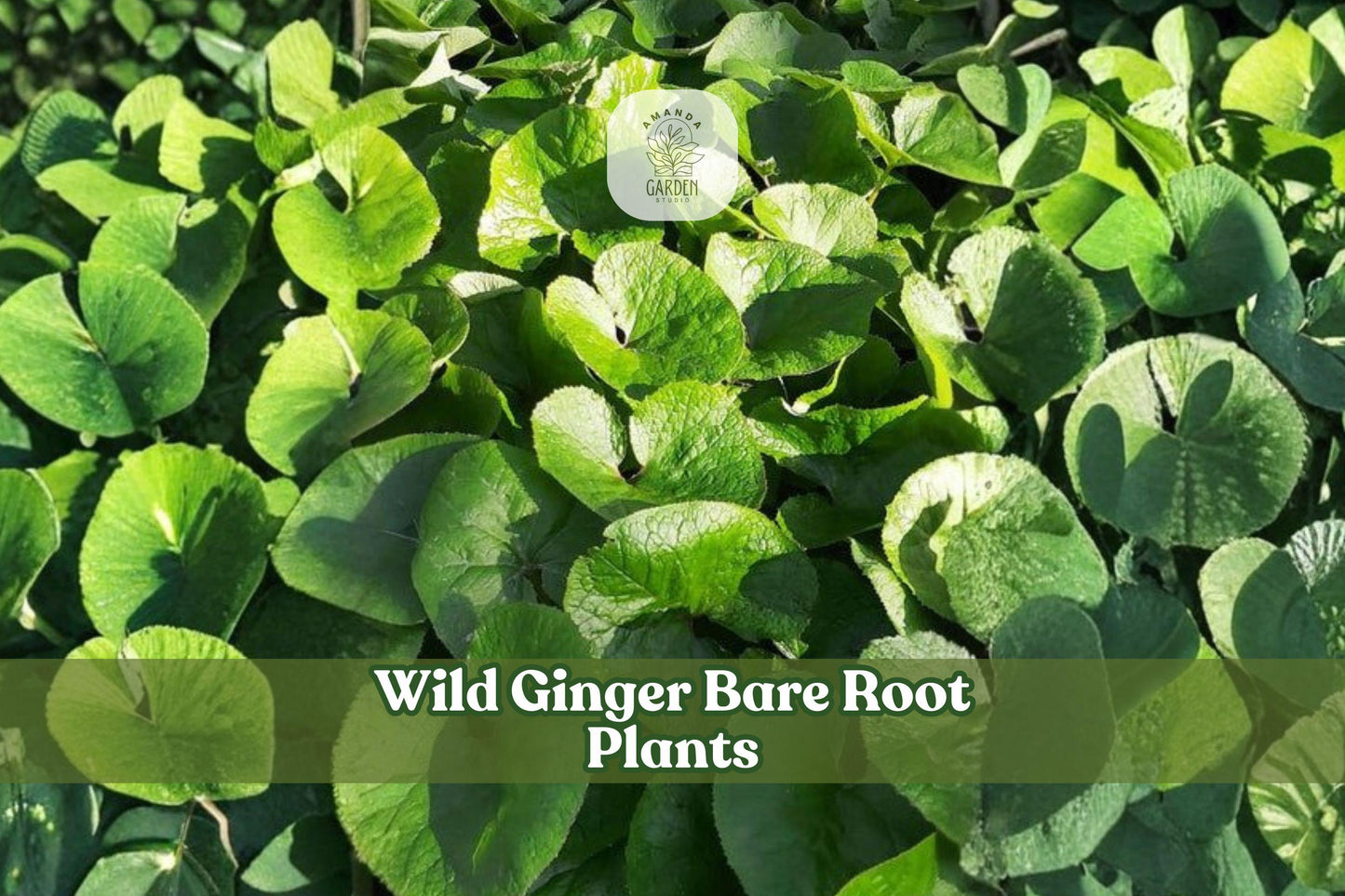 Wild Ginger Bare Root Plants - 5 Pack - Asarum canadense - Shade-Loving Woodland Perennial Groundcover for Native Gardens