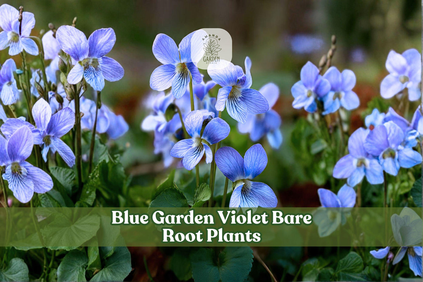 5 Bare Root Wild Ginger Plants | Asarum canadense | Native Woodland Perennial for Shade Gardens and Groundcover