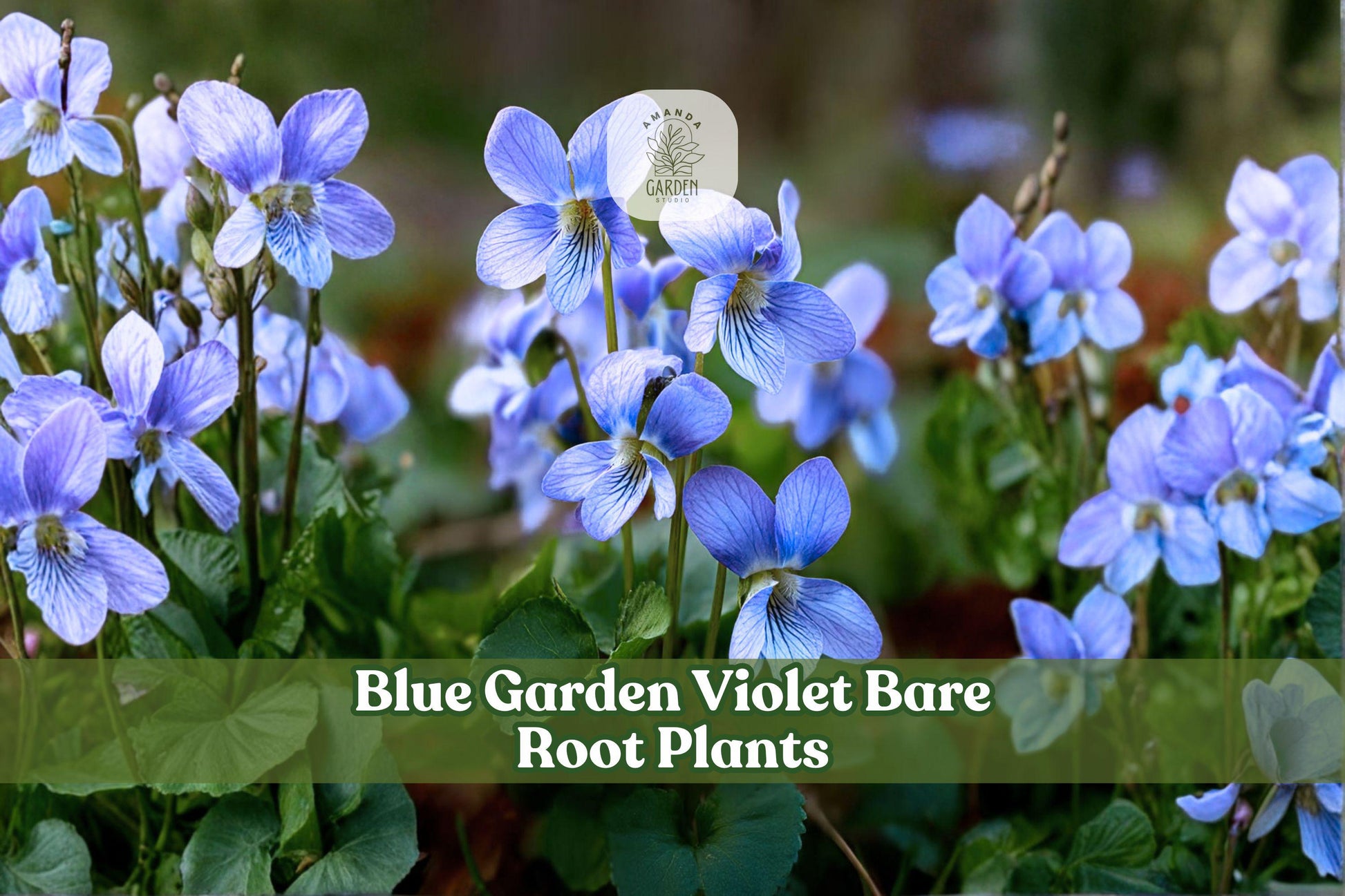 5 Bare Root Wild Ginger Plants | Asarum canadense | Native Woodland Perennial for Shade Gardens and Groundcover