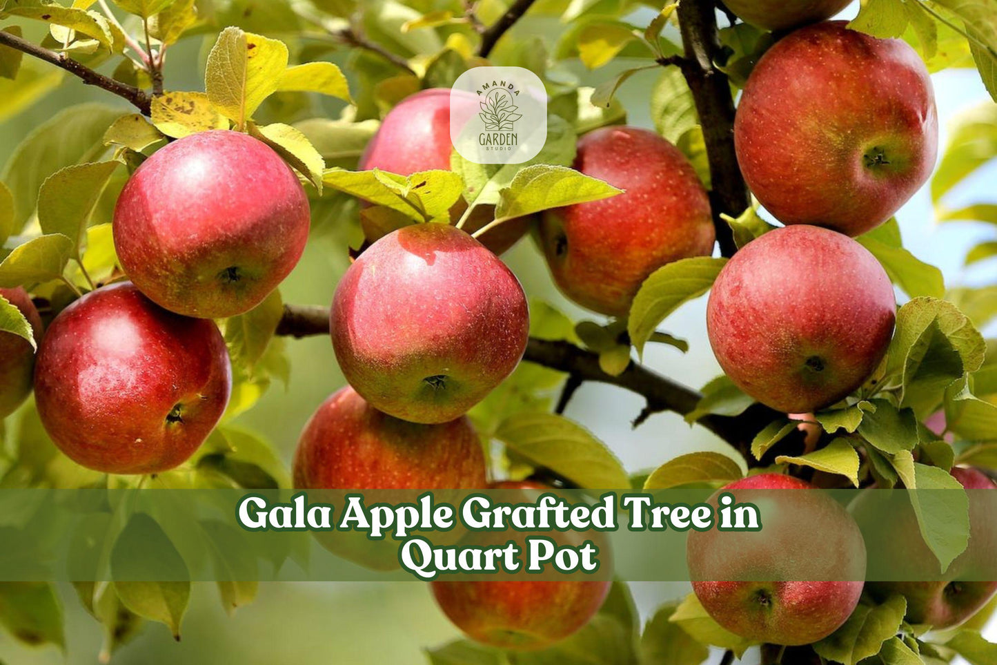 Gala Apple Tree in Quart Pot | Malus domestica | Live Fruit Tree for Home Gardens | Deciduous with White to Pink Blossoms