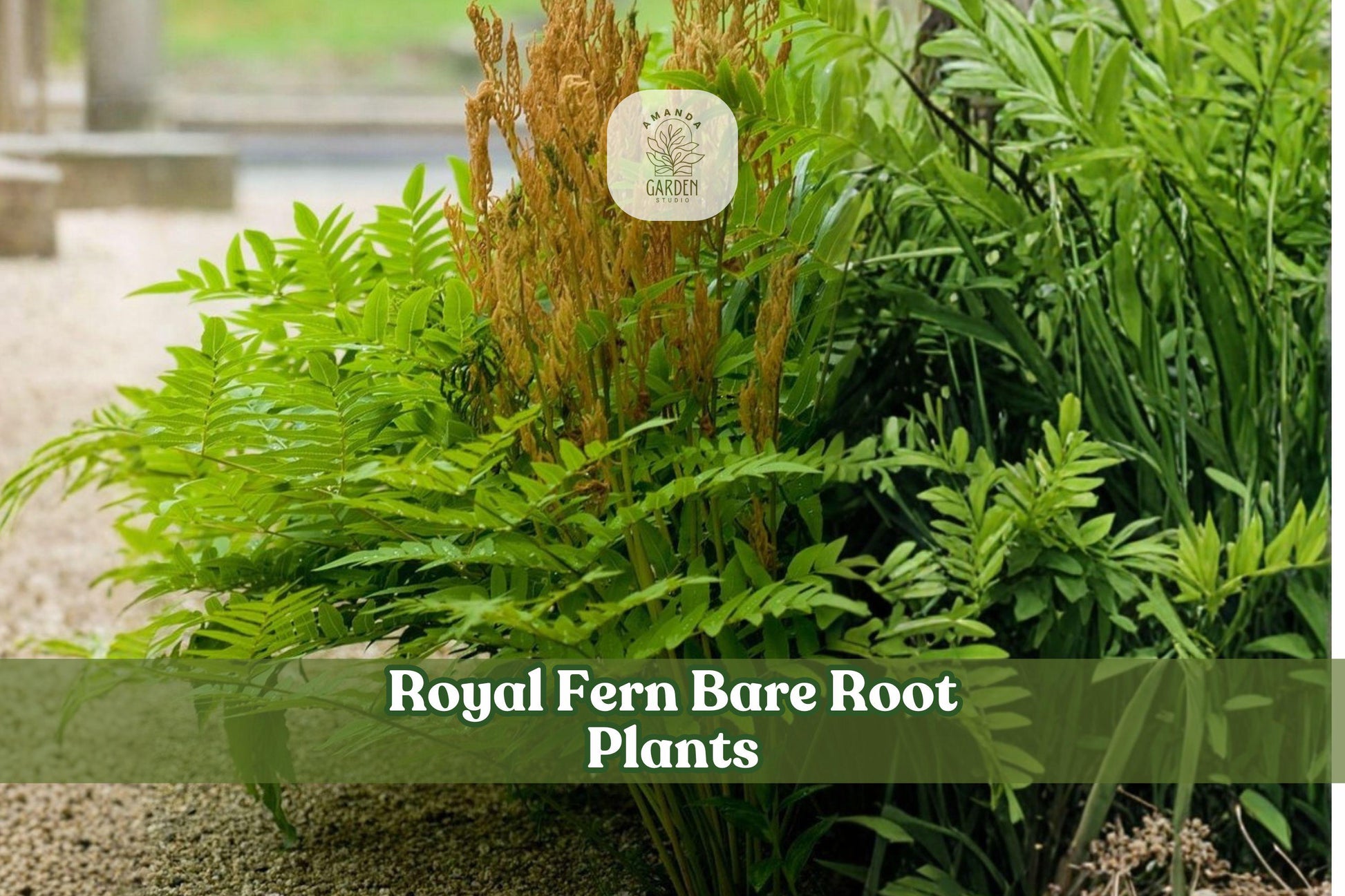 Bare Root Fern - 3 Royal Fern Plants - Osmunda regalis var. spectabilis - Native Deciduous Fern for Shade Gardens