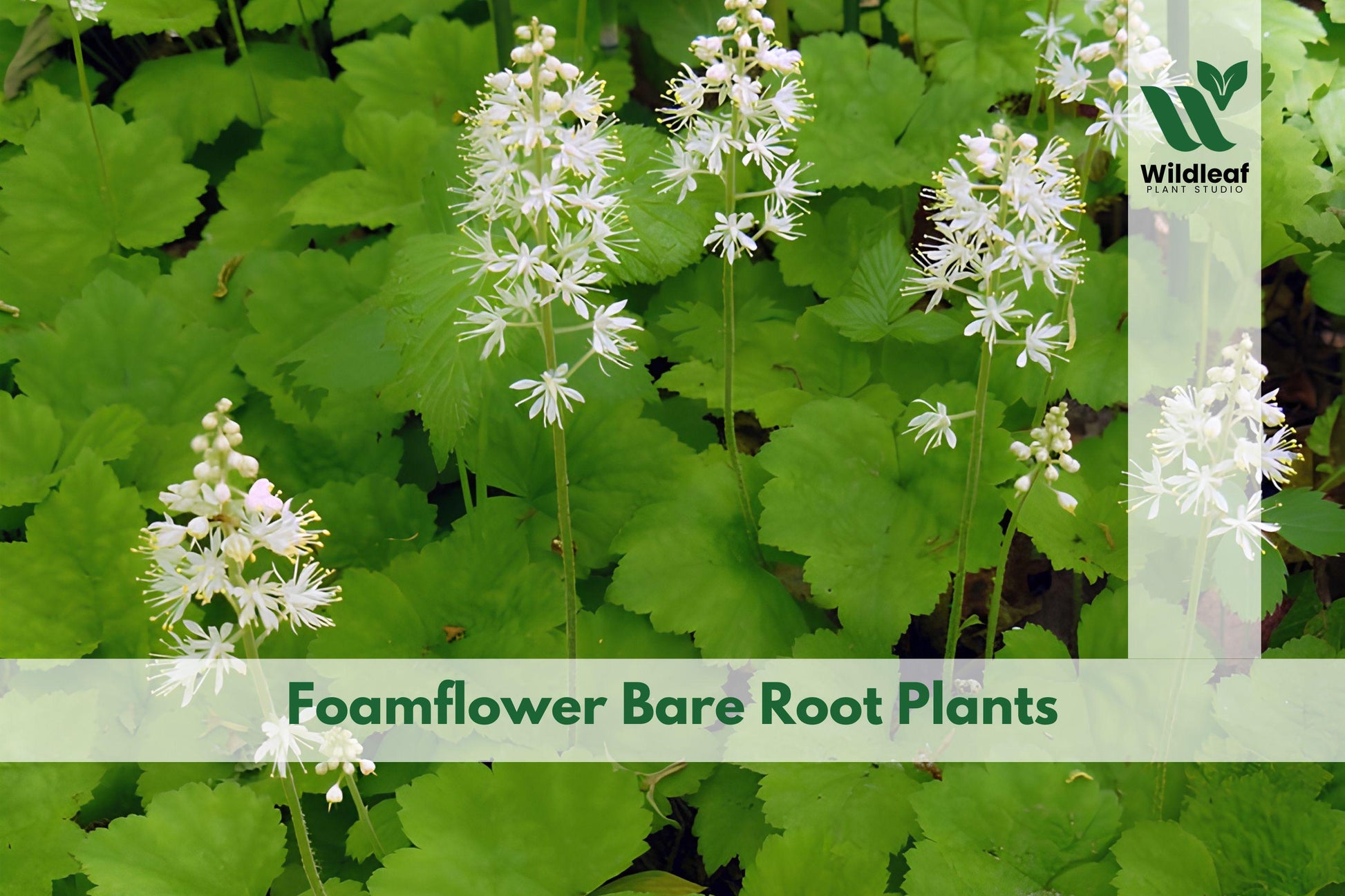 Bare Root Perennial Plants - 3 Foamflower (Tiarella cordifolia) - Native Woodland Wildflower for Shade Gardens, White Flowers