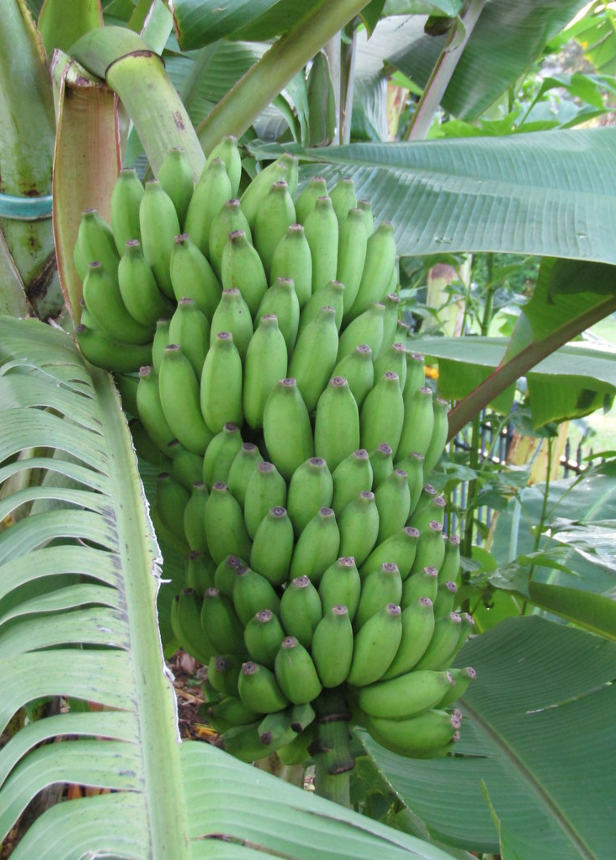Banana 'Pisang Ceylon' (Musa)