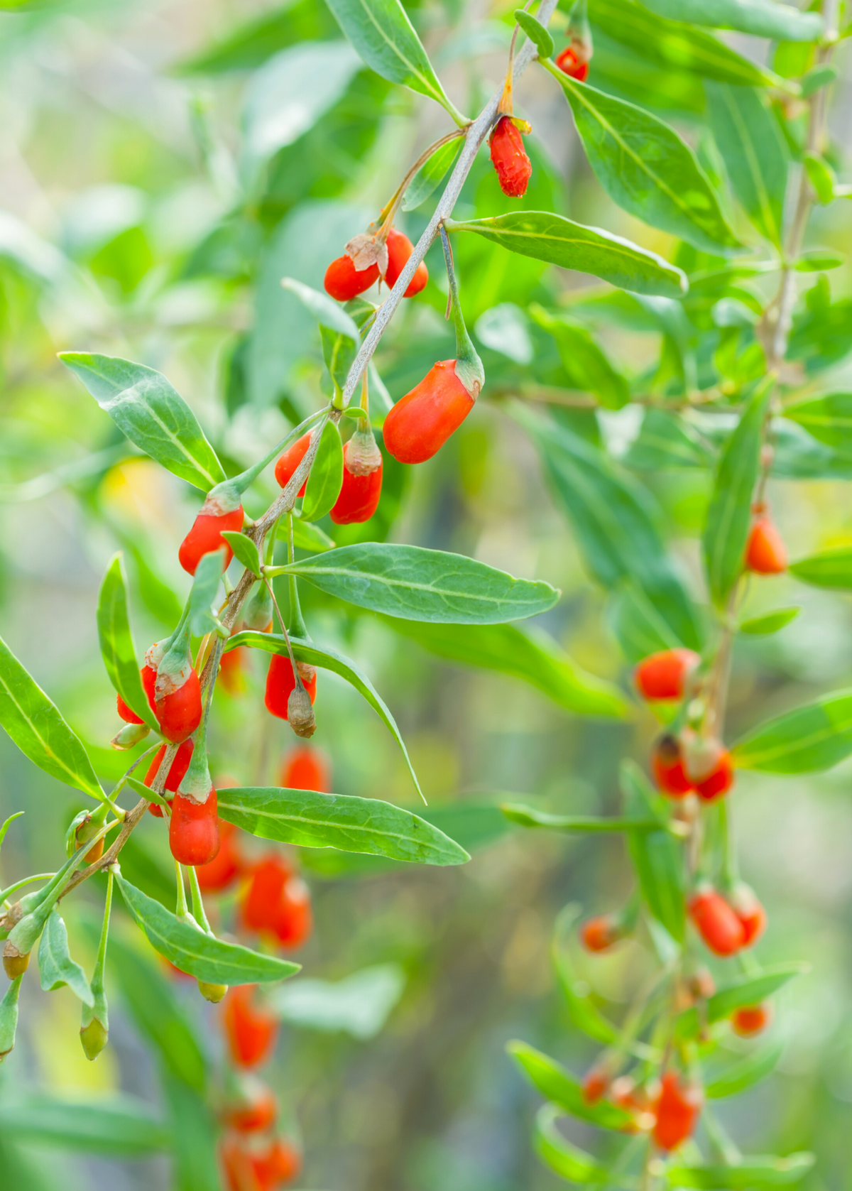Red Goji Berry (Lycium barbarum)
