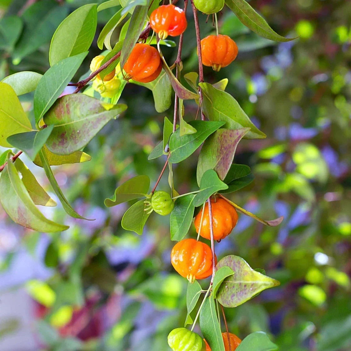 Surinam Cherry Plant Bare Root Starter | Pitanga | Eugenia uniflora | Tropical Fruit Tree | Edible Hedge | Fast Growing