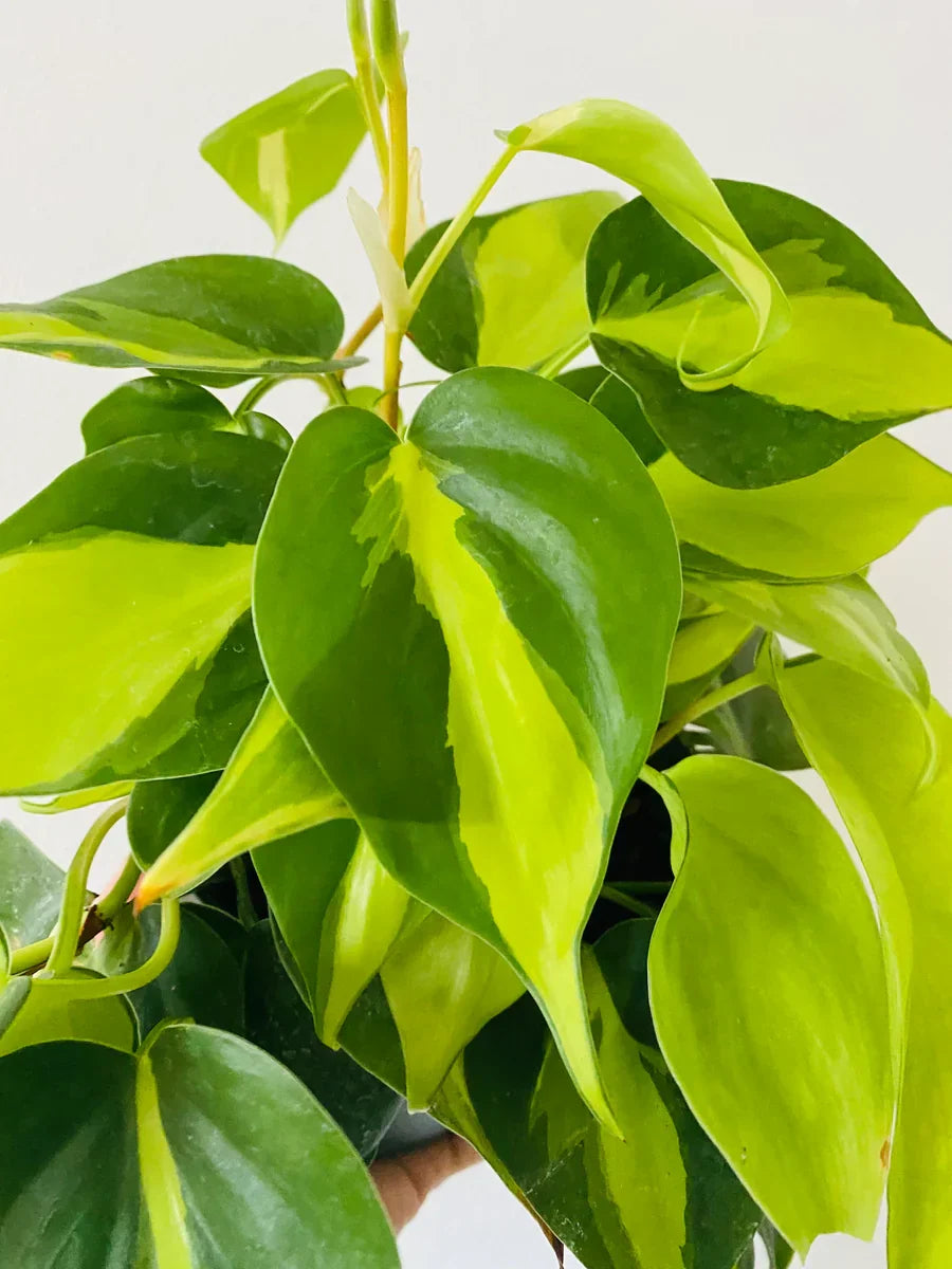 Philodendron Brasil Rooted Cutting - Variegated Heartleaf Houseplant - Easy-Care Indoor Decor - Philodendron hederaceum