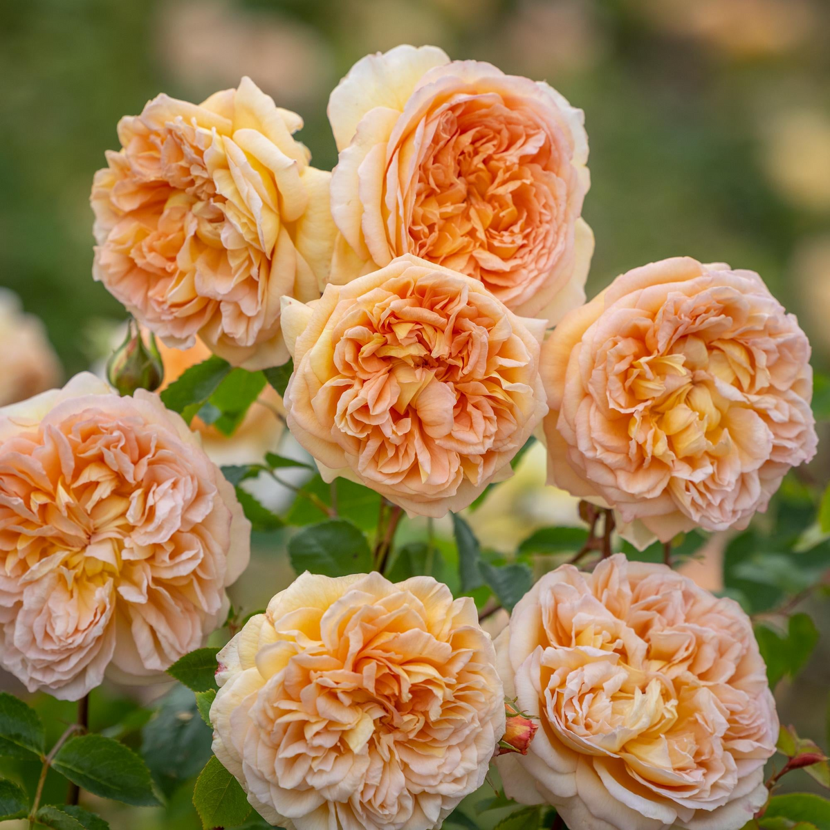 Bathsheba Rose Cuttings - 3 Pcs, Apricot-Yellow, Fragrant Climber, English Rose (David Austin) - Bare Root Cuttings