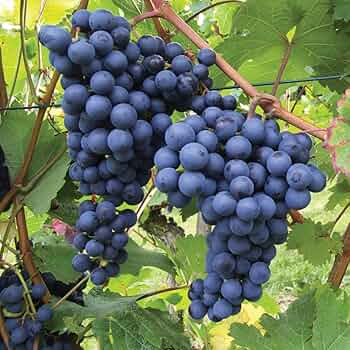 Cold Hardy Grape Cuttings - 5 Unrooted Perennial Fruit Vines, Vitis spp., Easy to Root, Cold Tolerant for Garden