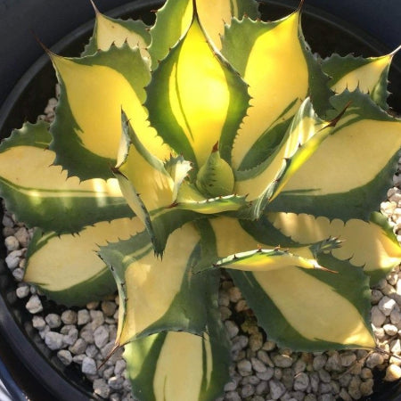 RARE Agave Rum Runner Hybrid - 12" Collector's Specimen, Japanese Mutation, Red Thorns & Yellow-Green Rosette, Agave spp.