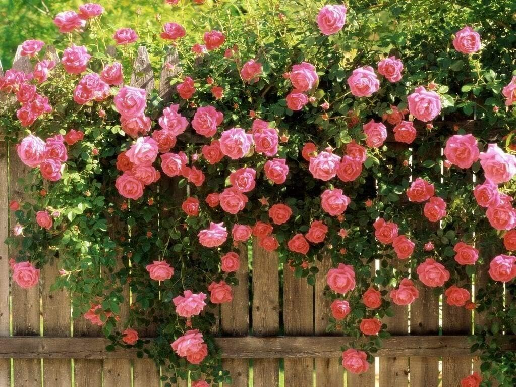 20 Pink Climbing Rose Seeds - Rosa spp. - Fragrant Fast-Growing Perennial Vine for Trellis, Arbors & Fences