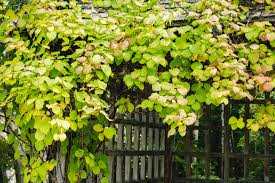 Hardy Arctic Kiwi Vine Cuttings | 6 Total (4F + 2M) | Actinidia arguta | Cold Hardy Seedless Kiwi for Garden