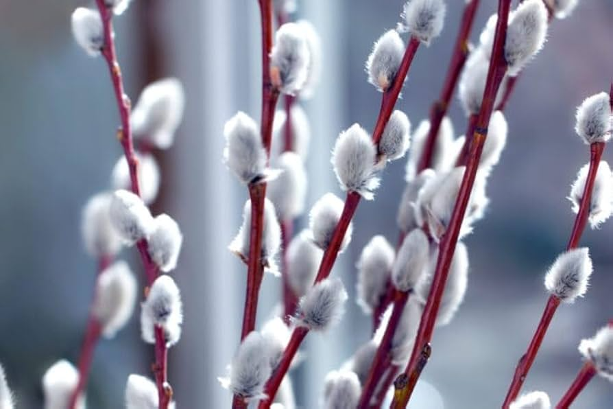 French Pussy Willow Shrub - Bare Root Deciduous Plant - Salix caprea - Early Blooming Landscape Plant - 1-2 ft Tall