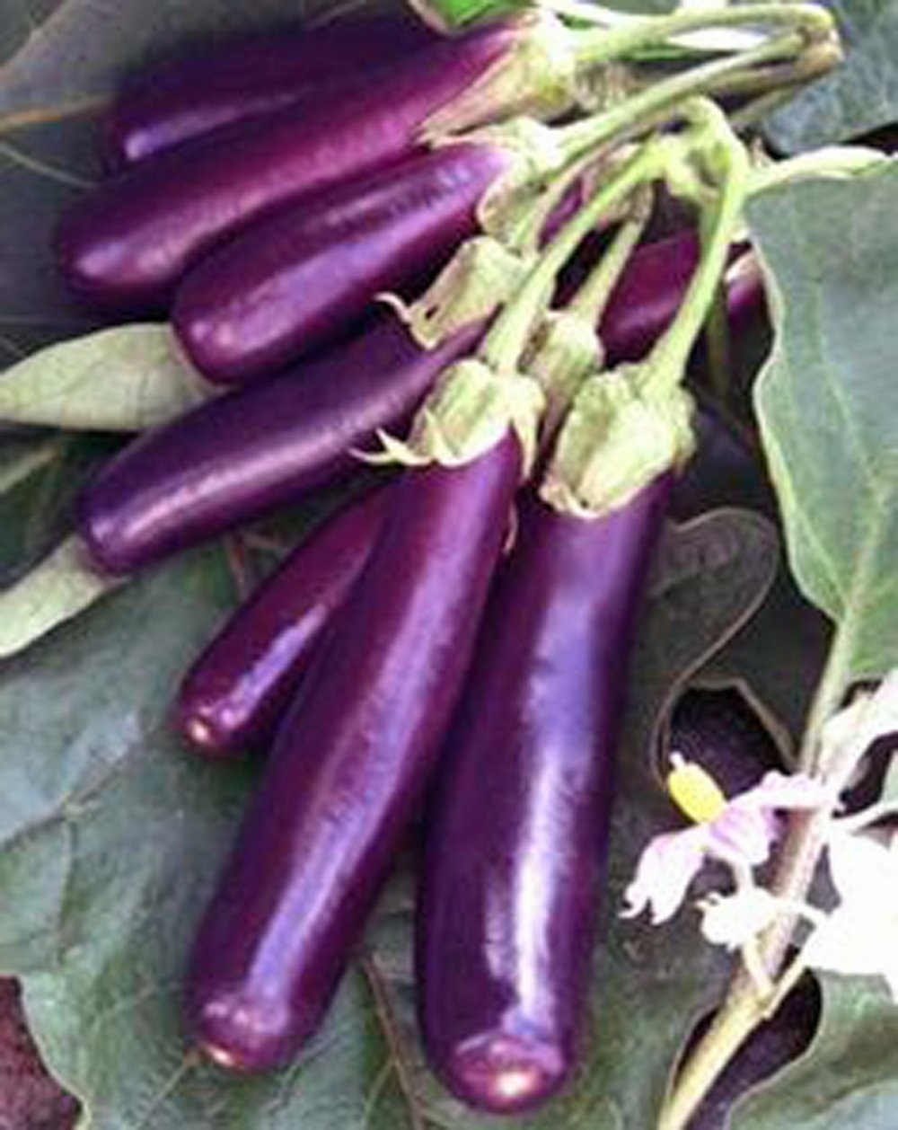 350 Seeds Long Purple Eggplant Heirloom Non-GMO High Yield Solanum melongena for Containers & Gardens