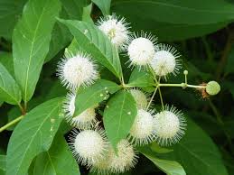Buttonbush Plants Set of 5 | 12–18" Bare Root Native Shrubs | Cephalanthus occidentalis | Pollinator Friendly Wetland Plant