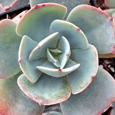 Echeveria Succulent Cuttings 5 Pink Rosettes Echeveria 'Blue Sky' Drought Tolerant Full Sun Plants for Cactus Garden