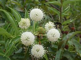 Buttonbush Plant - 12-18” Bare Root - Cephalanthus occidentalis - Native Wetland Shrub for Pollinators & Wildlife