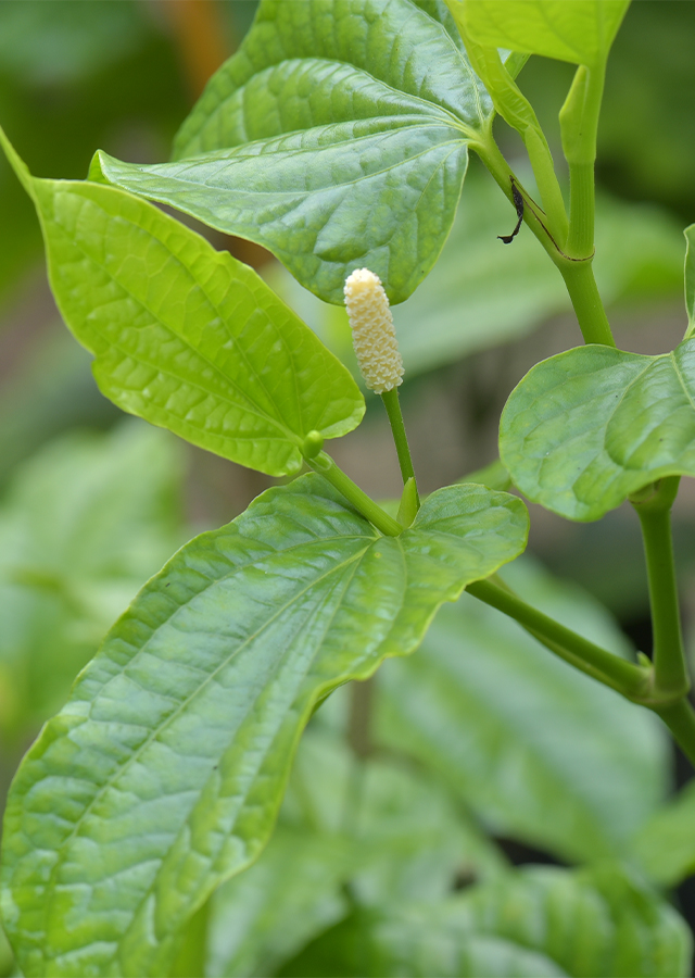 Piper Sarmentosum Plants, 6 Live Rooted Kaduk, Southeast Asian Culinary Herb, Wild Betel Leaf, USDA Zones 10-12