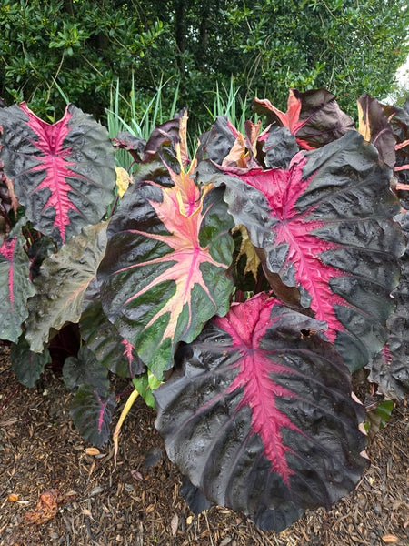 Small Starter Plant Colocasia Esculenta Redemption Elephant Ear 4-Inch Pot, Tropical Foliage for Zones 8-11