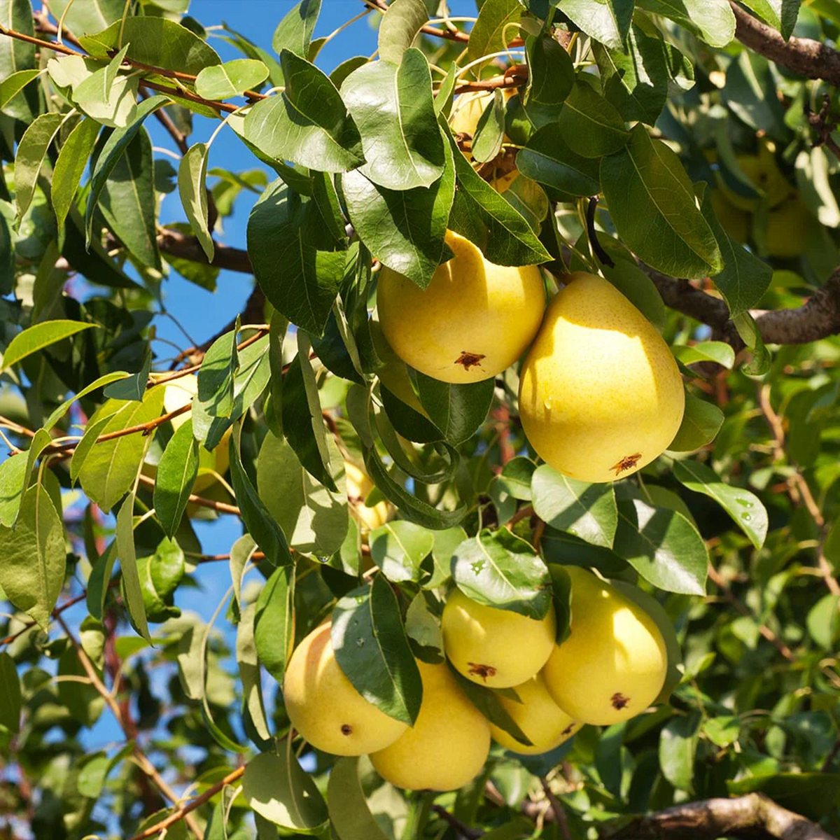Organic Pear Tree Cuttings - 5 Unrooted, 10" Long, Hardy Fruit Tree for Easy Propagation, Pyrus communis