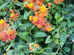 Mexican Flame Vine Cuttings - 10 Live Cuttings, Orange Flowering Evergreen Vine, Pseudogynoxys chenopodioides