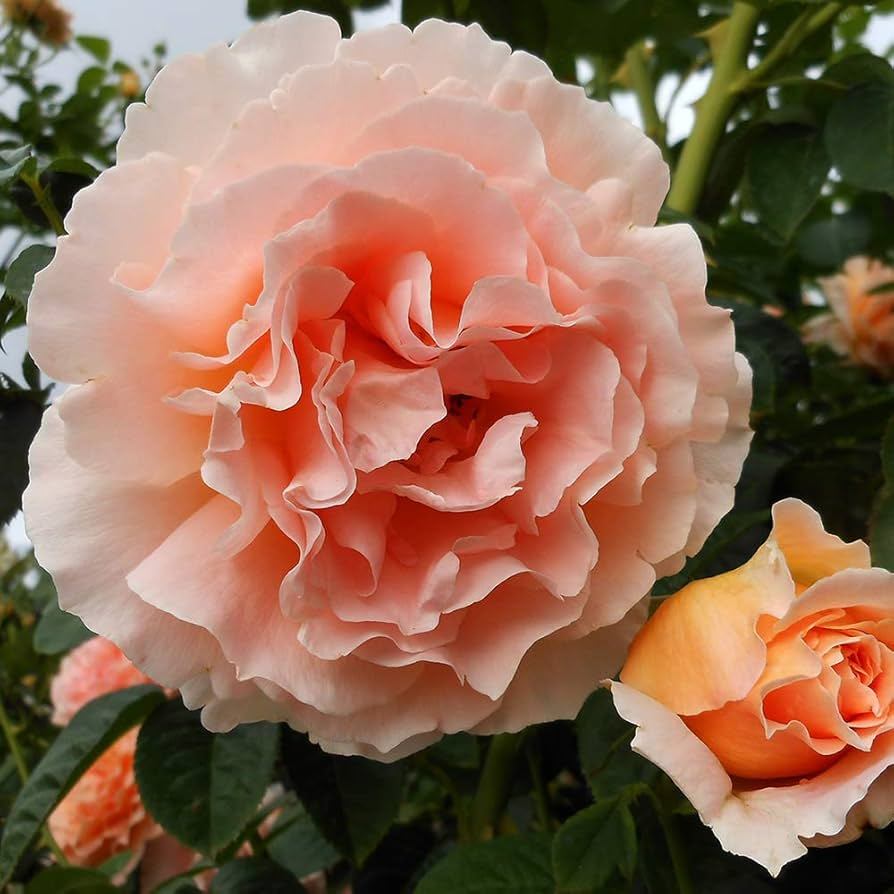 3 Polka Climbing Rose Cuttings, Apricot Variety, Unrooted, Rosa 'Polka', Fresh for Organic Garden, Perfect for Trellises