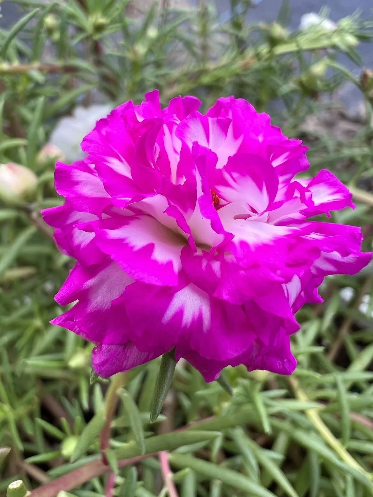 Moss Rose Succulent Cuttings - 5" Rare Irin Variety Portulaca grandiflora - Drought-Tolerant, Full Sun, Heat-Loving Plant