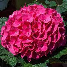 Magenta Hydrangea Cuttings, 8 Live Stems, Hydrangea macrophylla, Summer Blooming, USDA Zones 5-9