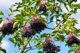 Bare Root American Elderberry Tree, Sambucus canadensis, Fully Rooted Live Plant with Edible Berries, Pollinator Friendly