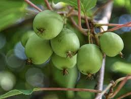 10 Unrooted Hardy Kiwi Cuttings, Actinidia Arguta Geneva, Organic Female, Non-GMO, Edible Fruit for Cold Climates