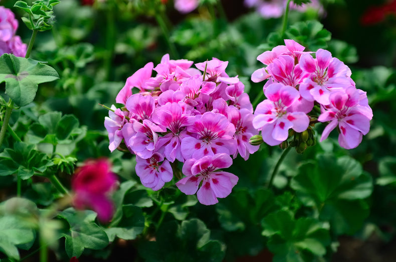 12 Unrooted Cuttings Hardy Fragrant Pink Flower Geraniums (Pelargonium) - Ideal for Propagation, Container Plants, Garden Borders