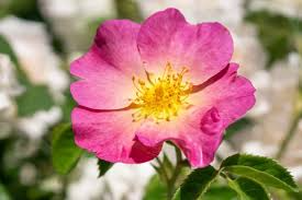 30 Woods Rose Seeds | Rosa woodsii | Non-GMO Wild Rose for Naturalized Gardens | Pink Fragrant Shrub Seeds