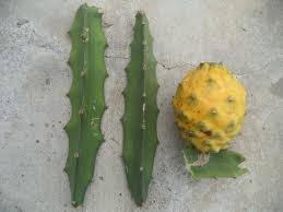 Yellow Dragon Fruit Cutting 3-4" Palora Variety Hylocereus megalanthus Sweet Yellow Edible Cactus for Rooting