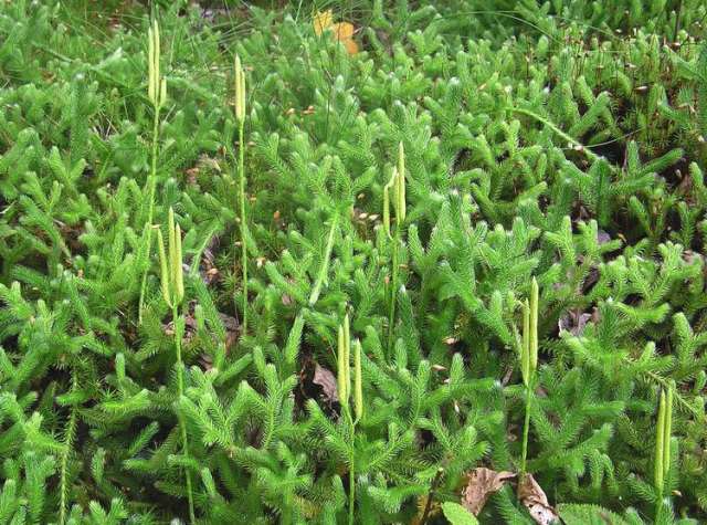 Lycopodium sitchense Club Moss 12" Wild Alaskan Vine - Shade Groundcover - Spore-Producing Evergreen - Zone 3-7