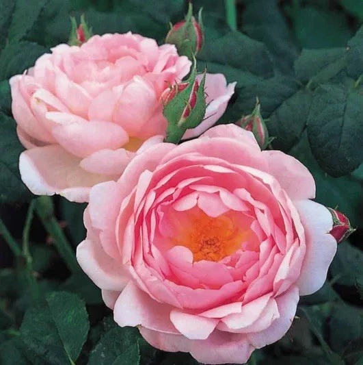 Scepter'd Isle Rose Cuttings, 3 Unrooted 6" Stems, Apricot-Pink Flowers, Rosa 'AUSland', Fragrant, USDA Zones 5-9
