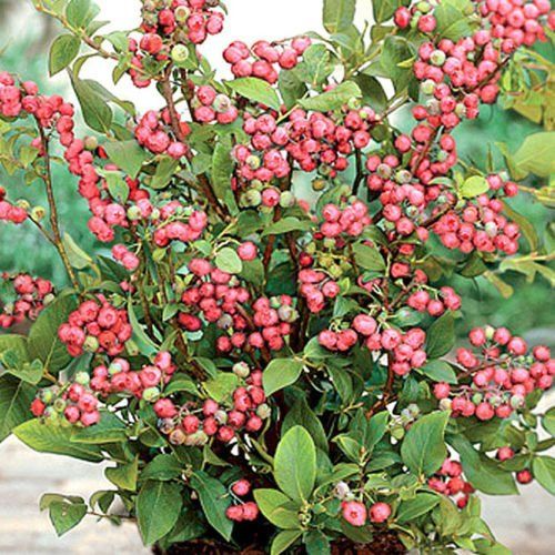 5 Pink Lemonade Blueberry Plants - Live Starter Vaccinium Rabbiteye Shrubs for Garden or Container - Unique Pink Fruit