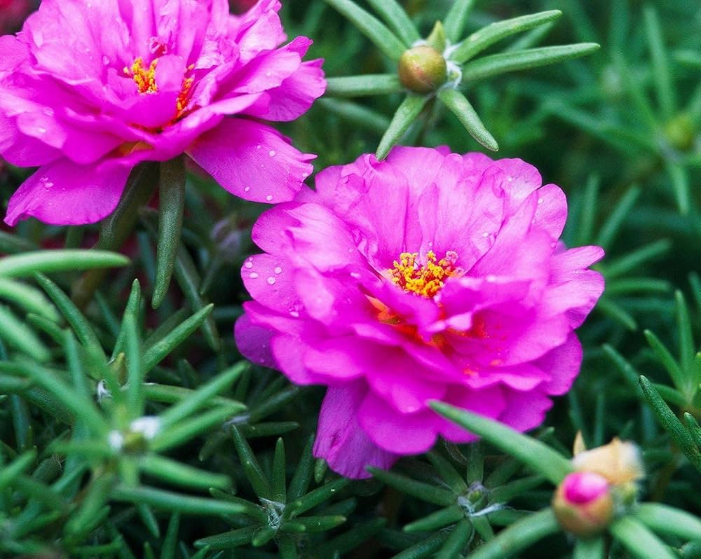 10 Unrooted Cuttings Pink Moss Rose Portulaca grandiflora "PINKY STAR" - Vibrant Succulent for Indoor & Outdoor Gardens