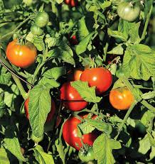 Cherry Tomato Seeds - 25 Count - Cold-Tolerant Indeterminate - Solanum lycopersicum - Open Pollinated, Alaska Grown