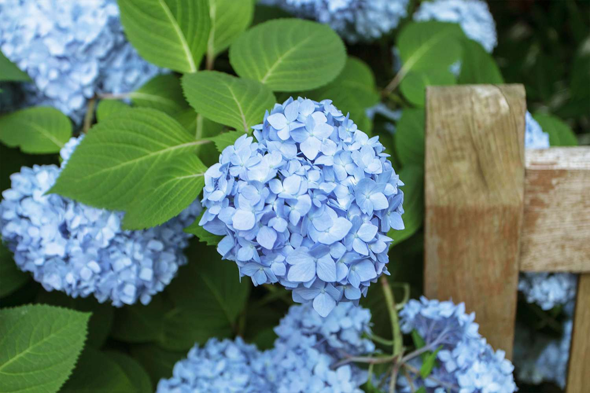 Hydrangea Cuttings - 10 Live Stem Cuttings, Deep Blue Flowers, Unrooted, Hydrangea macrophylla