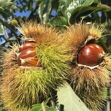 10 Dunstan Chestnut Tree Seeds - Hybrid Edible Nut Tree (Castanea dentata x mollissima) - Fast-Growing, Blight-Resistant, Cold Hardy